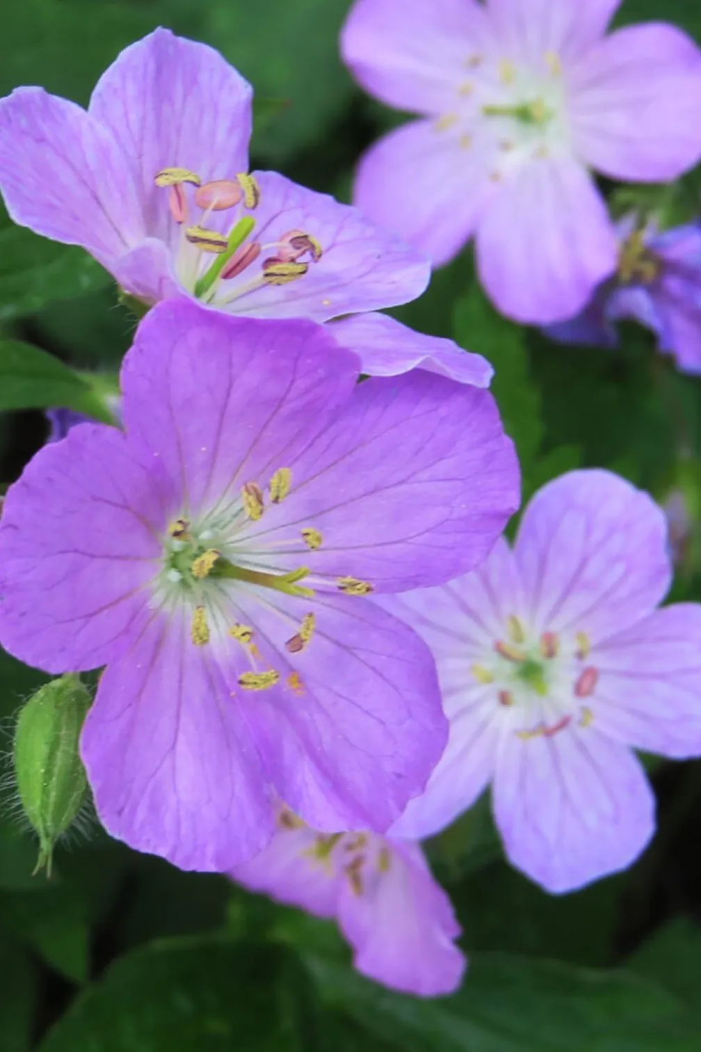 Geranium maculatum.