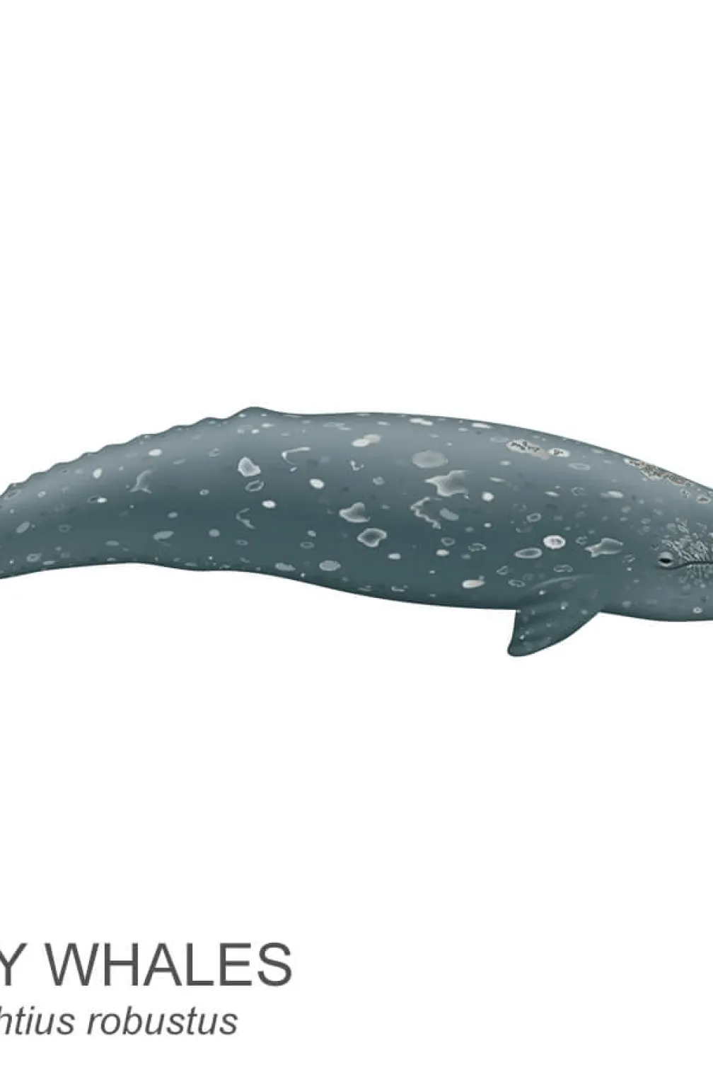 Baleine grise.