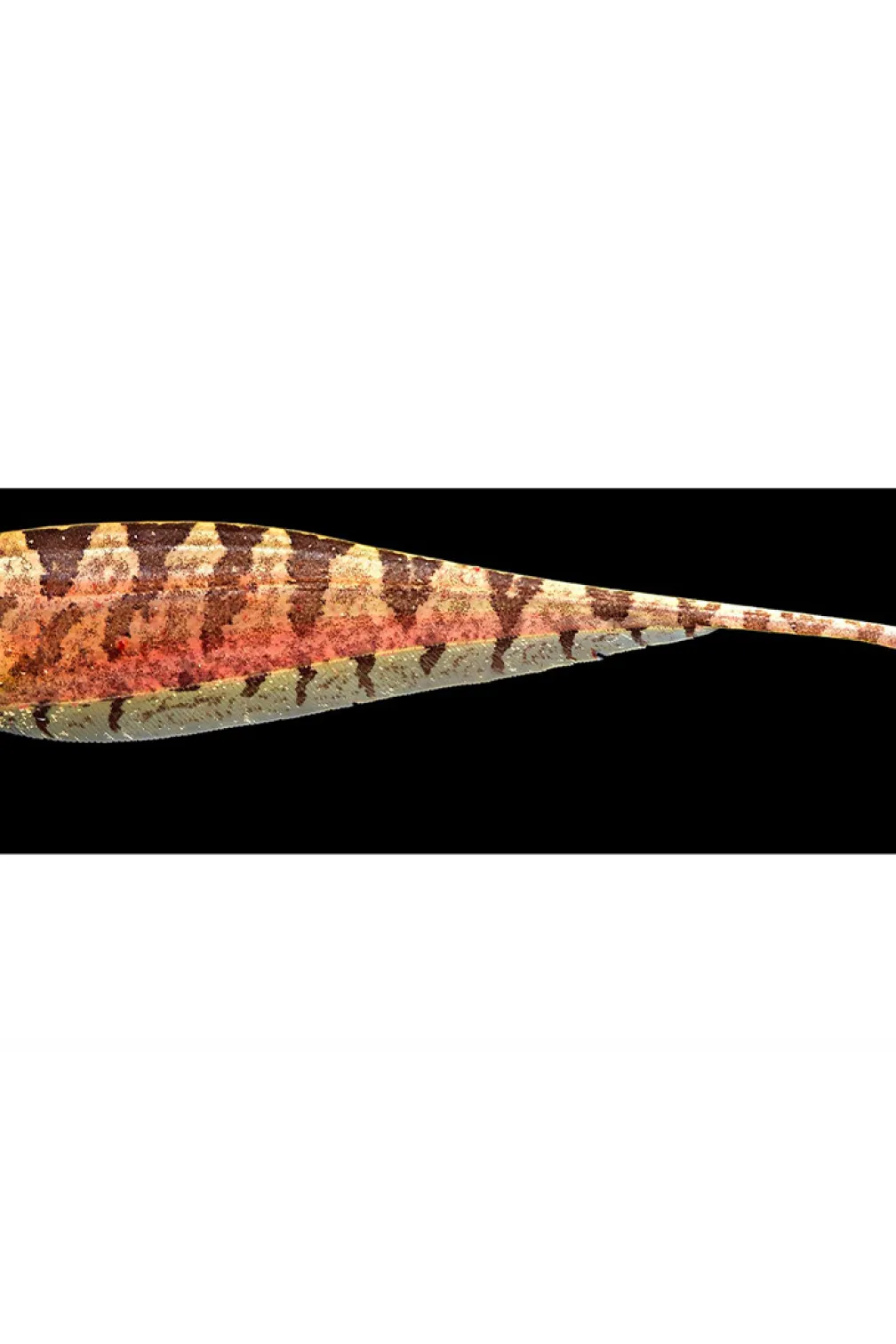 Amazonian knifefishes such as this Steatogenys communicate, navigate, and hunt in the darkness using a weakly electric field that they generate themselves.