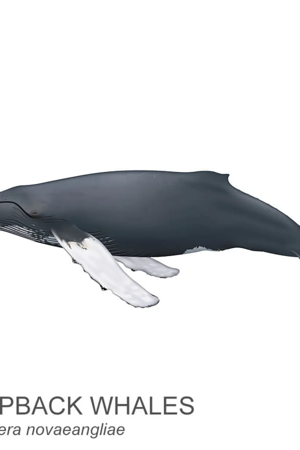 Baleine à bosse.