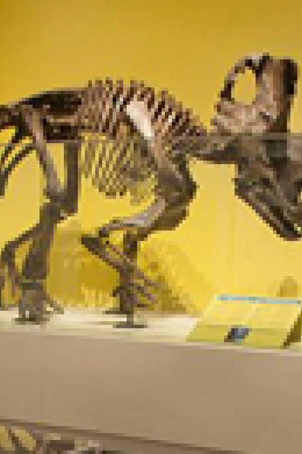 Le Wendiceratops est exposé au ROM dans le cadre de l'exposition New Dino Discovered.