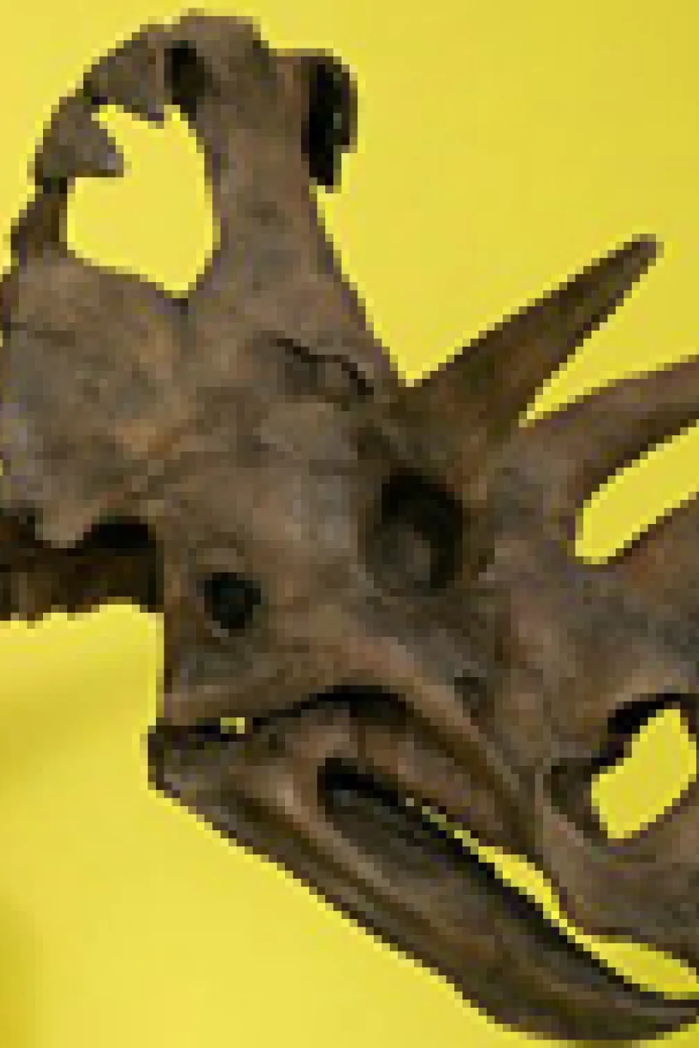 Le Wendiceratops est exposé au ROM dans le cadre de l'exposition New Dino Discovered.