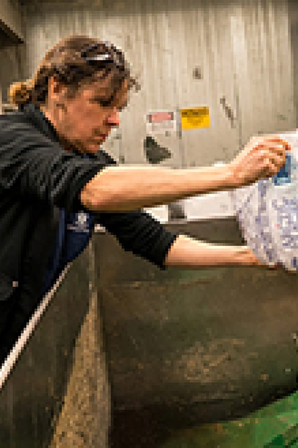 Blue whale lying by the coast
