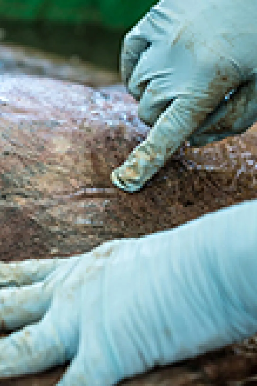 Blue whale with workers on the coast
