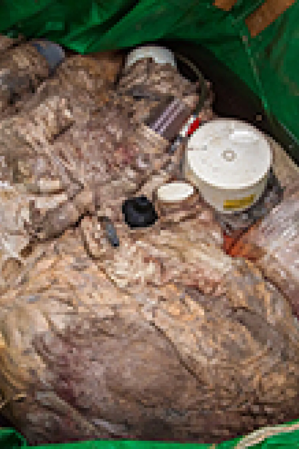 Seagull pecking at the blue whale flesh
