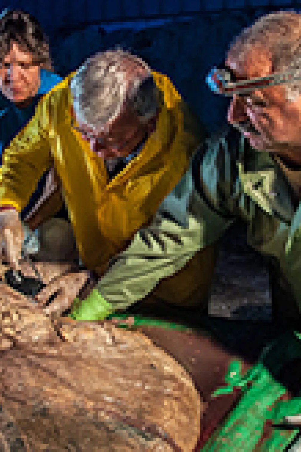 Blue whale lying by the coast

