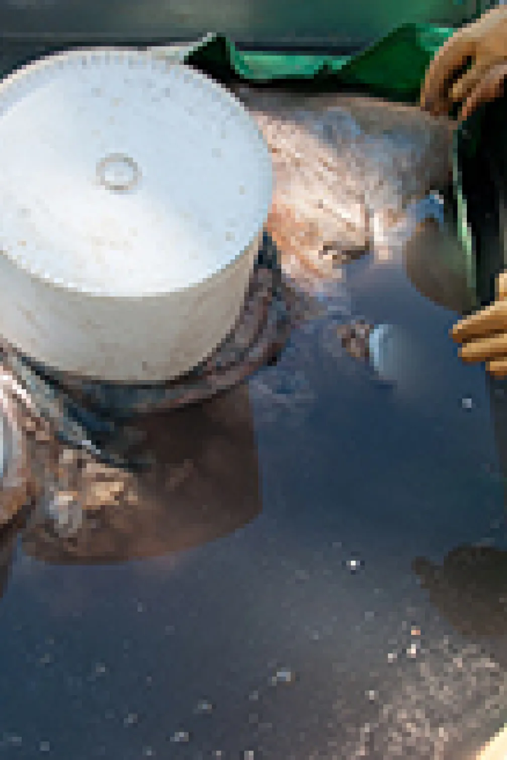 Blue whale lying by the coast
