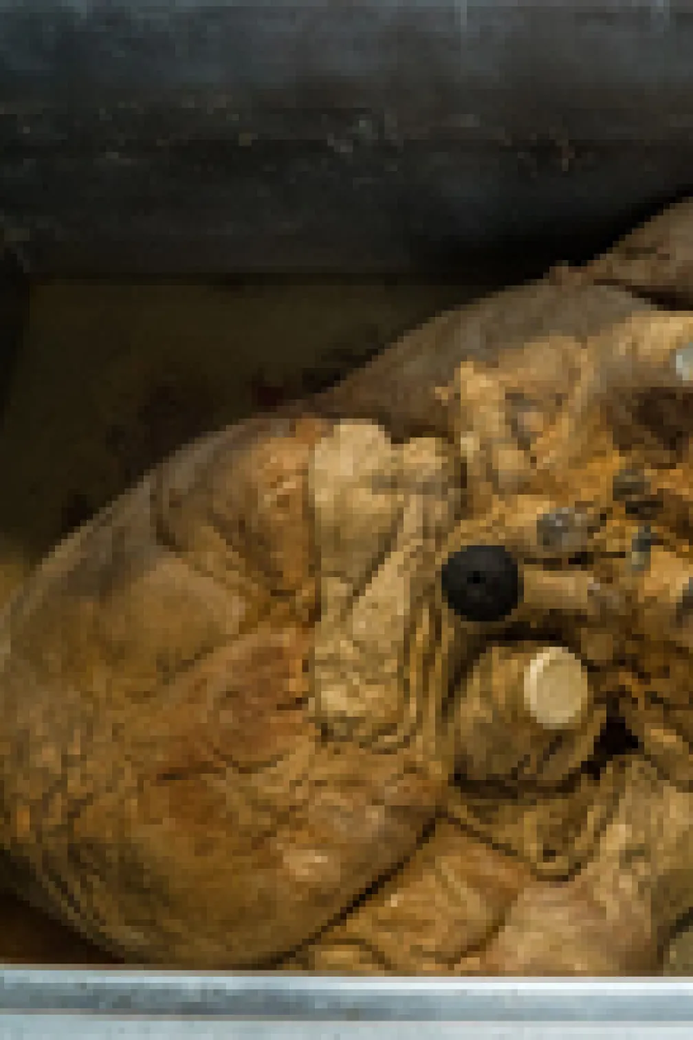 Close up of the blue whale heart
