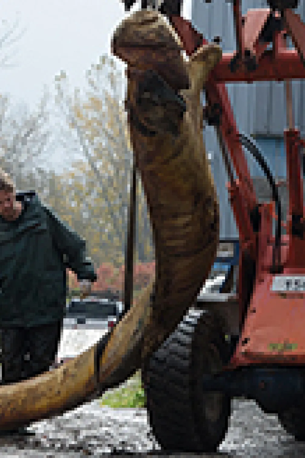 Workers attach ropes to the blue whale flesh
