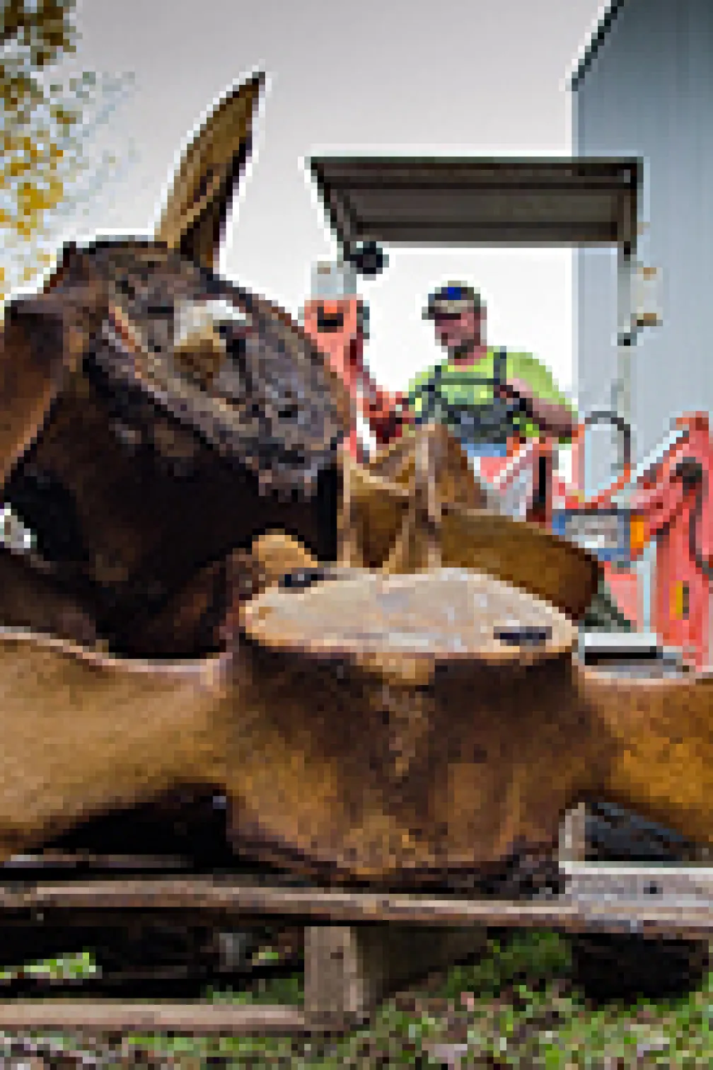 Blue whale lying by the coast
