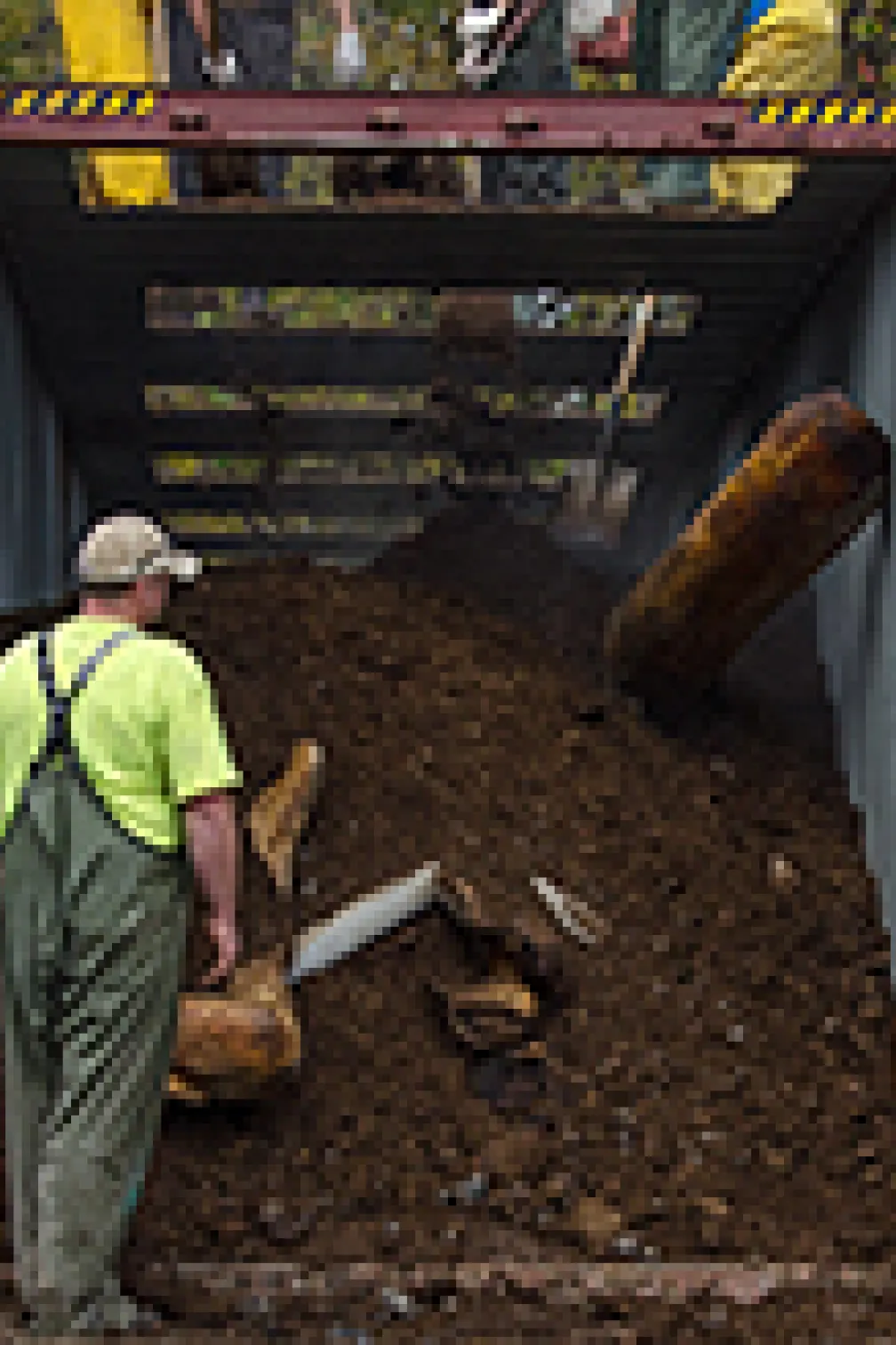 Blue whale lying by the coast

