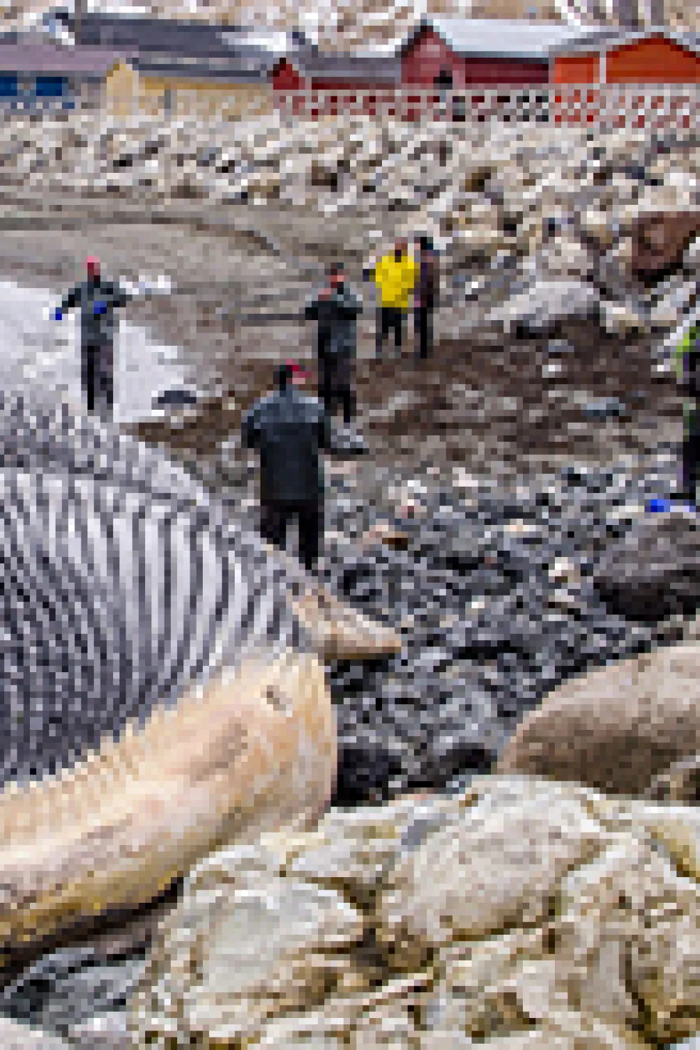 Blue whale lying by the coast
