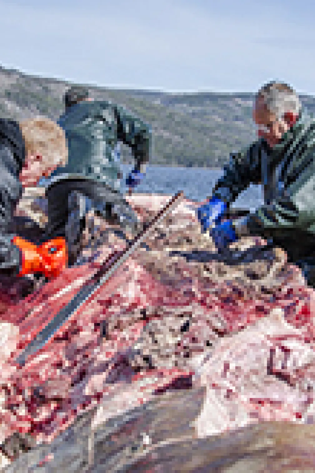 Workers attach ropes to the blue whale flesh
