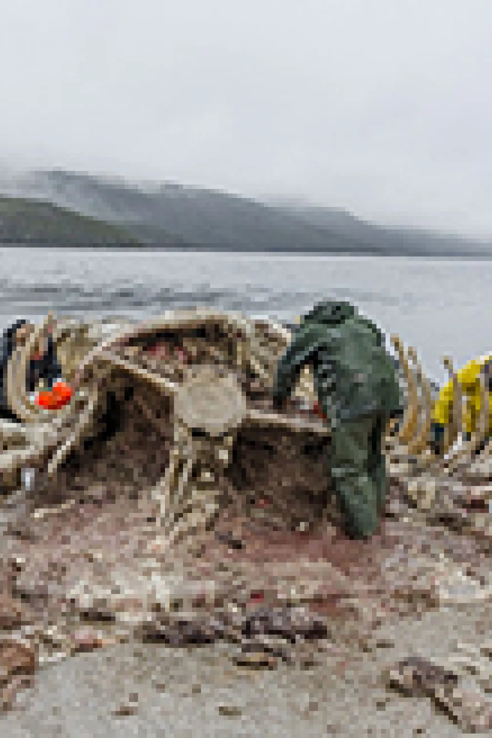 Seagulls follow the boat and whale

