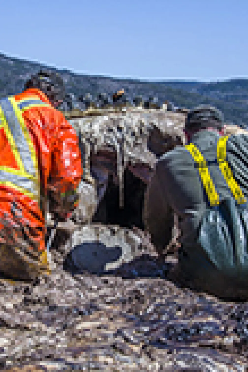 Seagulls follow the boat and whale

