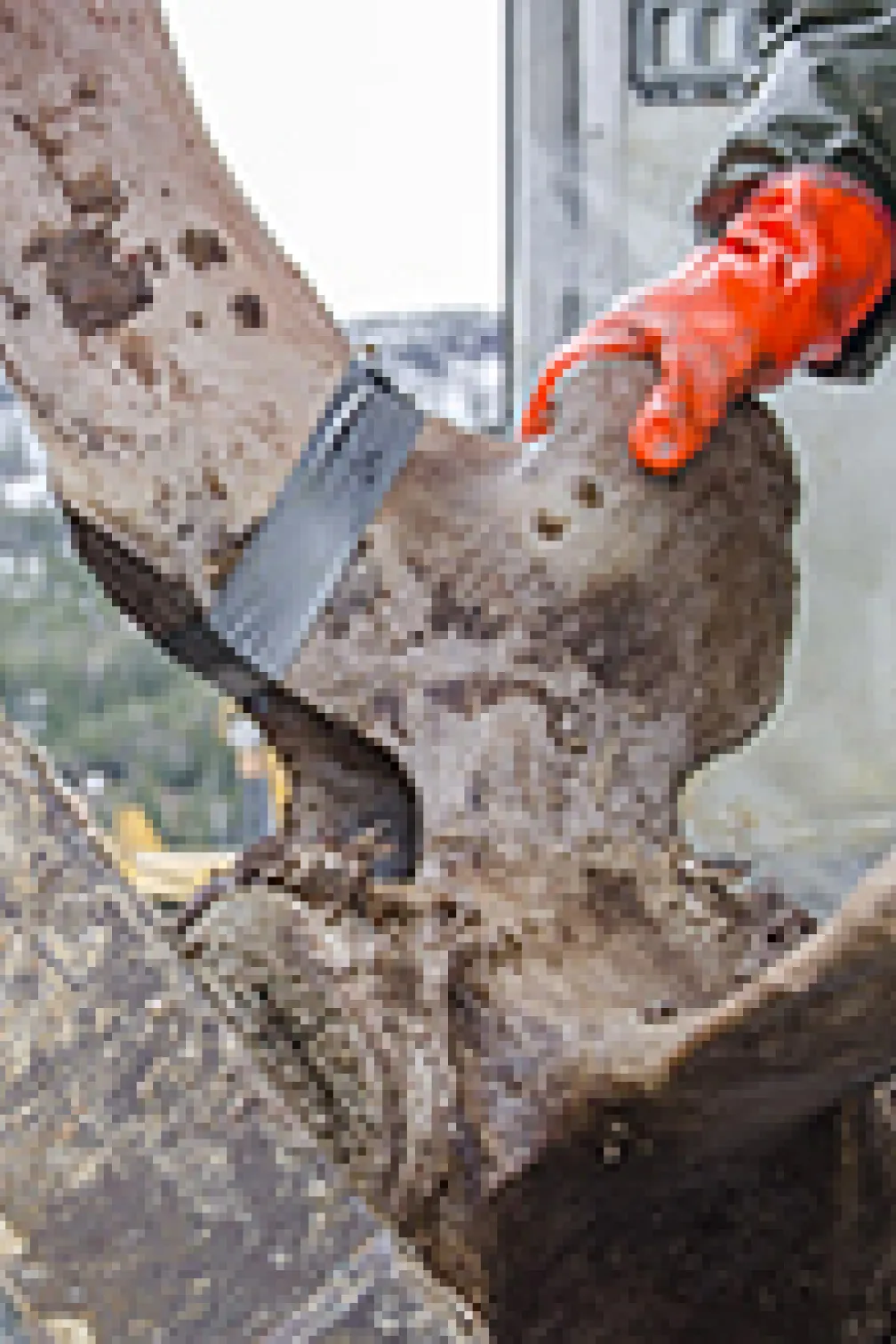 Close-up of whale flesh
