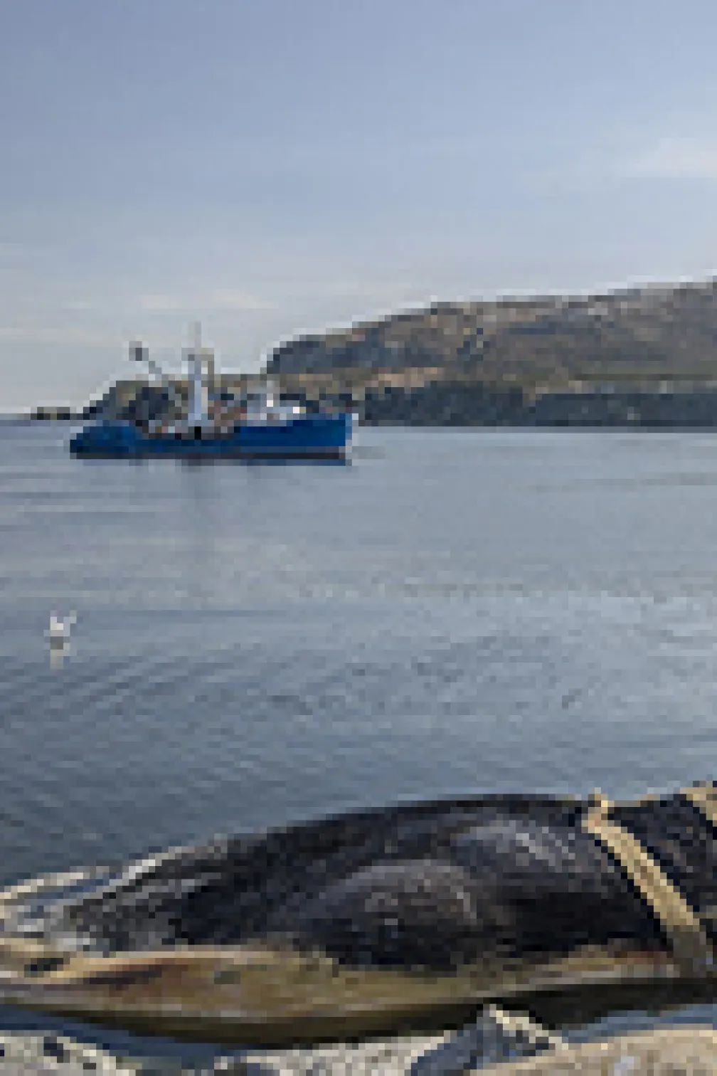 Close-up of blue whale ridges
