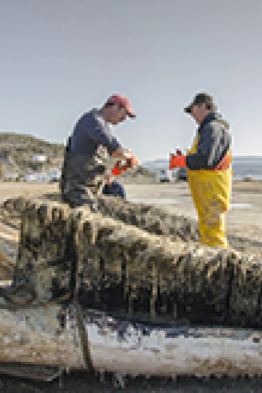 Mark Engstrom découpe la baleine morte
