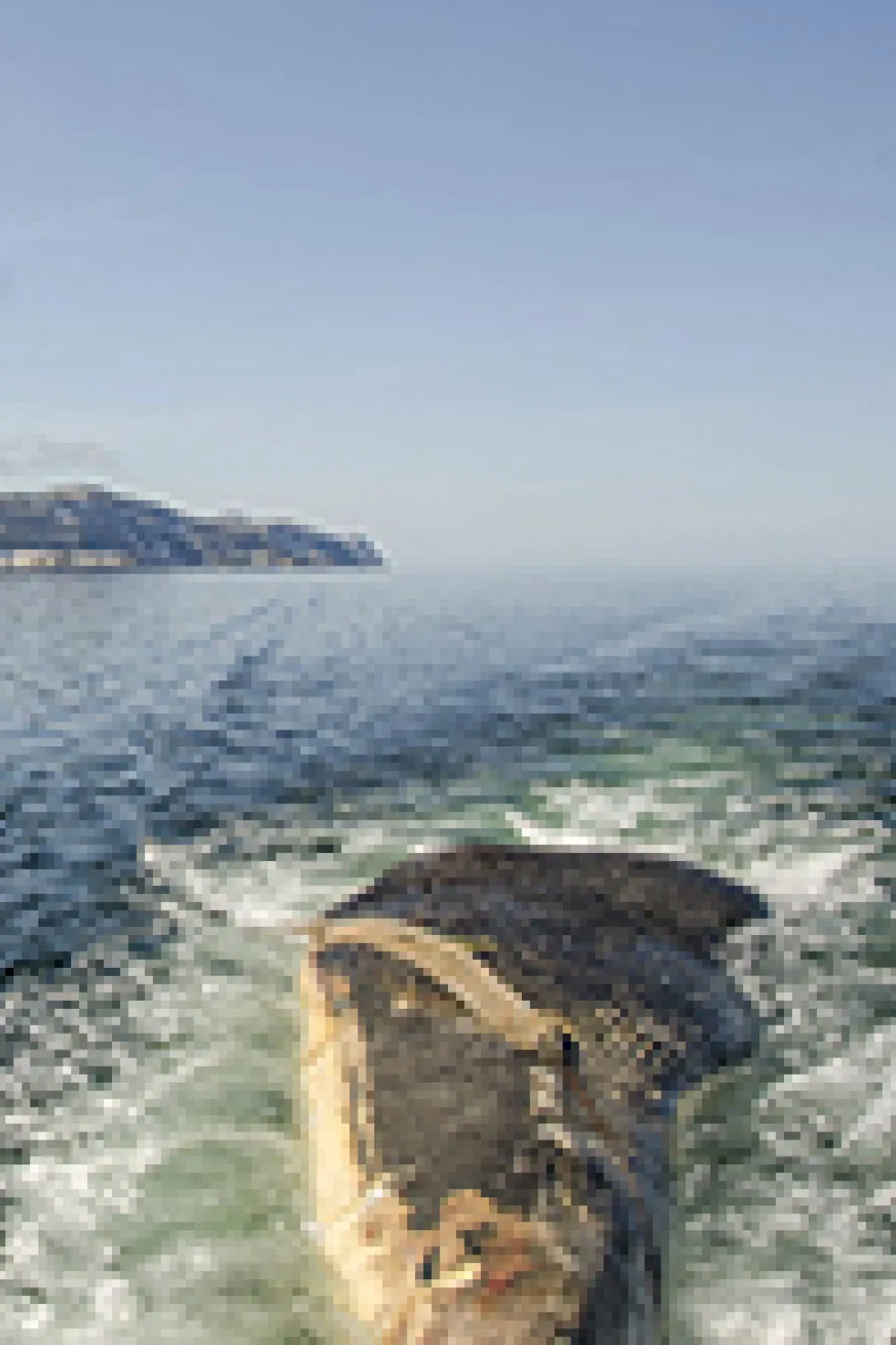 Blue whale lying by the coast

