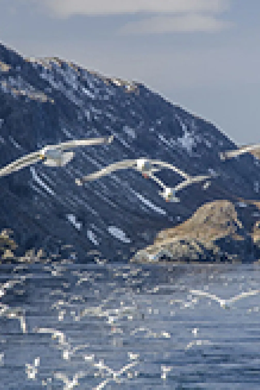 Blue whale with workers on the coast
