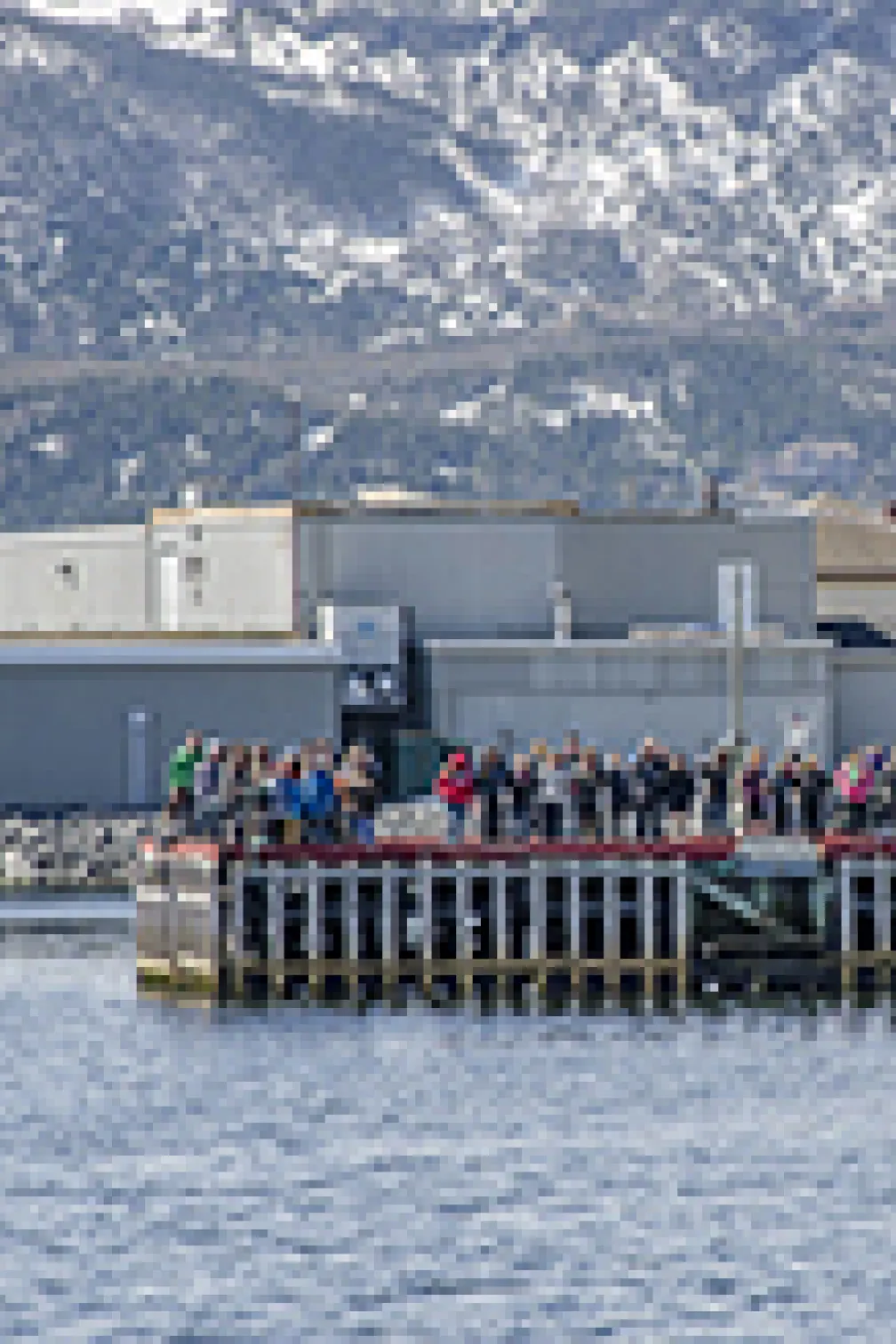 Seagull pecking at the blue whale flesh
