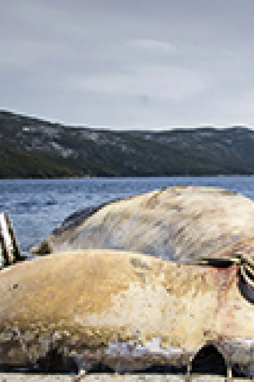 A worker pulls out a net next to the blue whale
