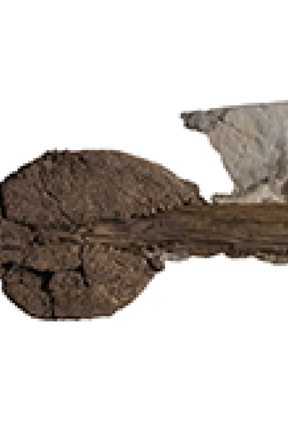A tail fossil with a club at the end