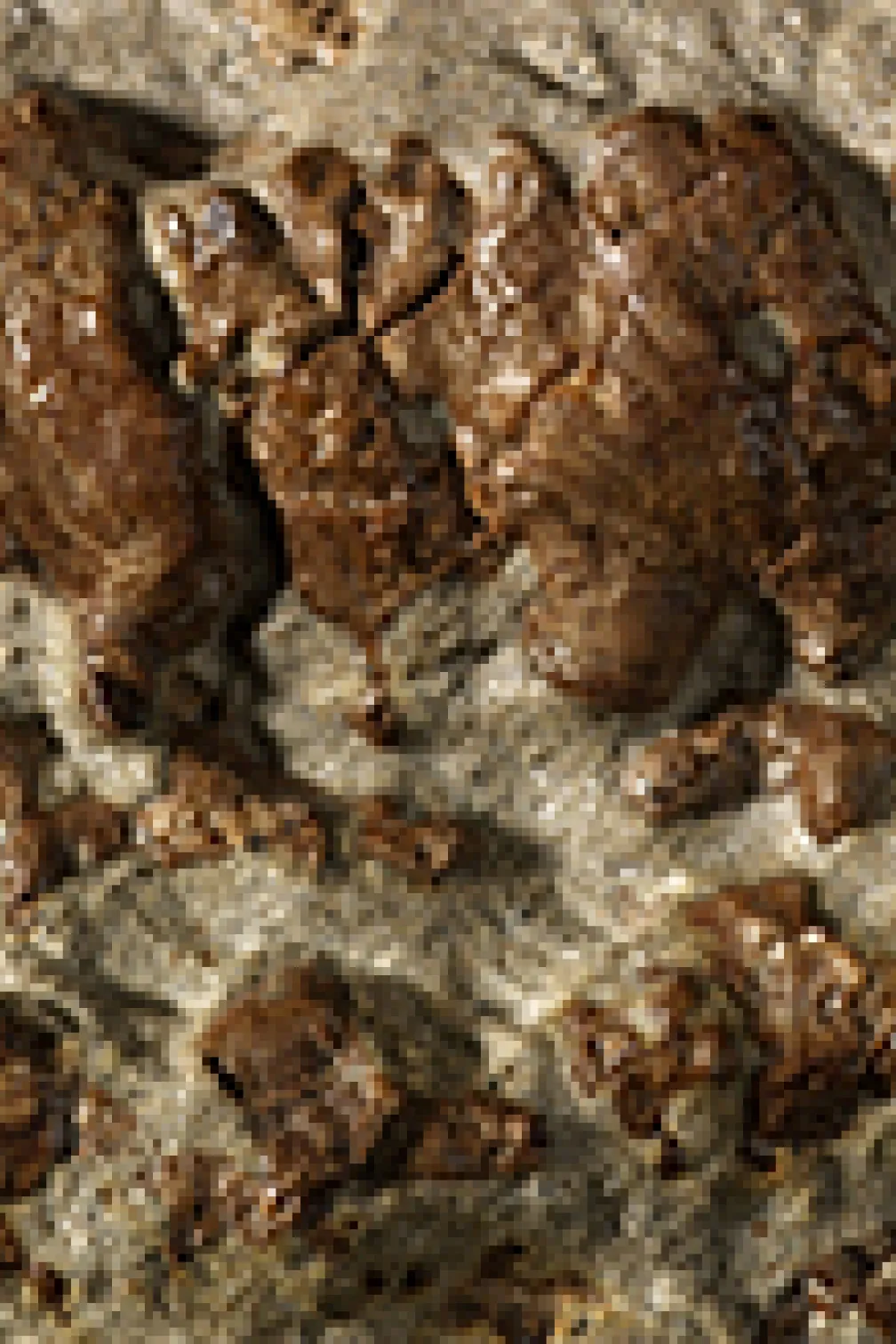 Closeup photo of bones
