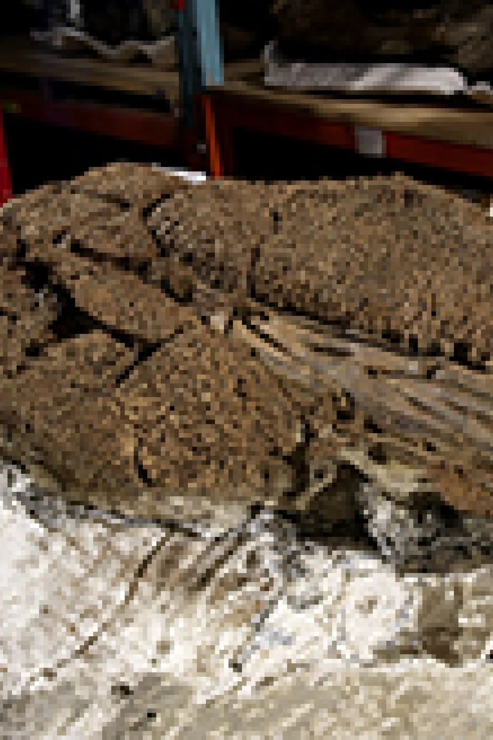 Photo of the club of Zuul's tail
