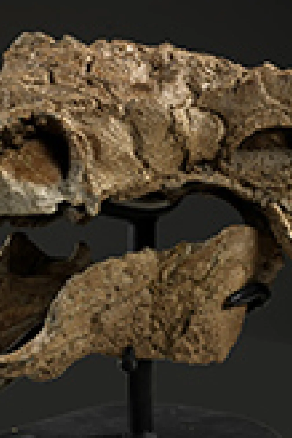 Photo of Zuul's skull