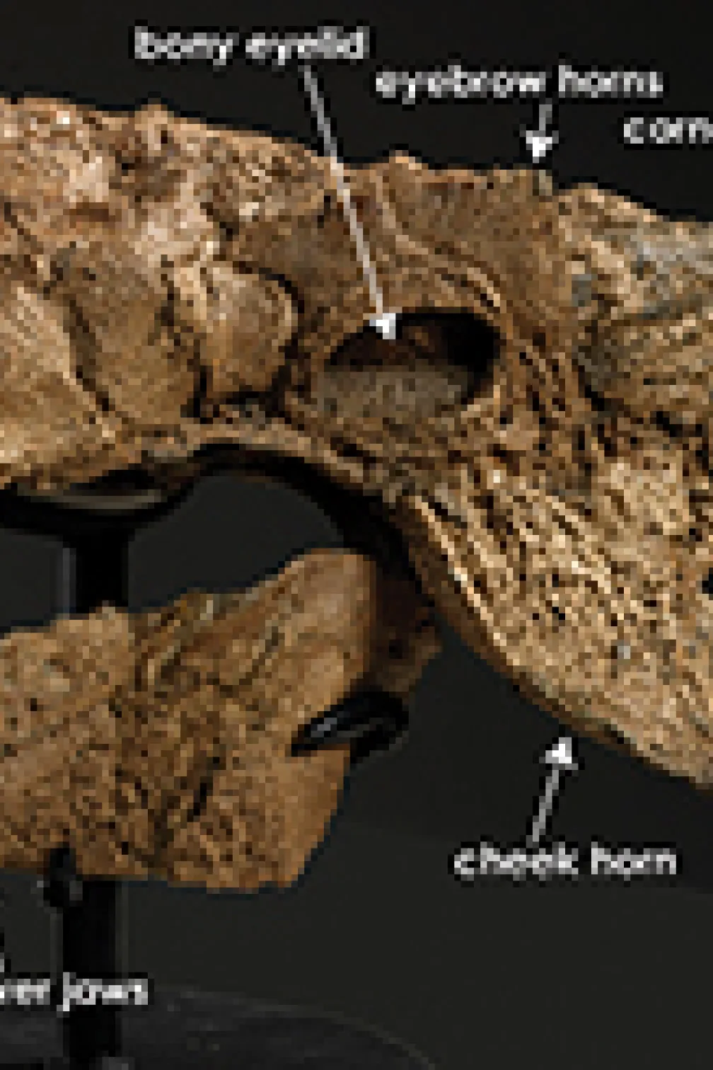 Photo of Zuul's skull
