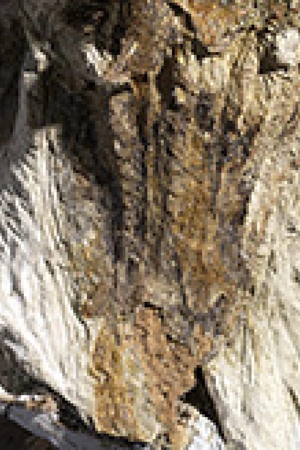 Photo of Zuul's tail
