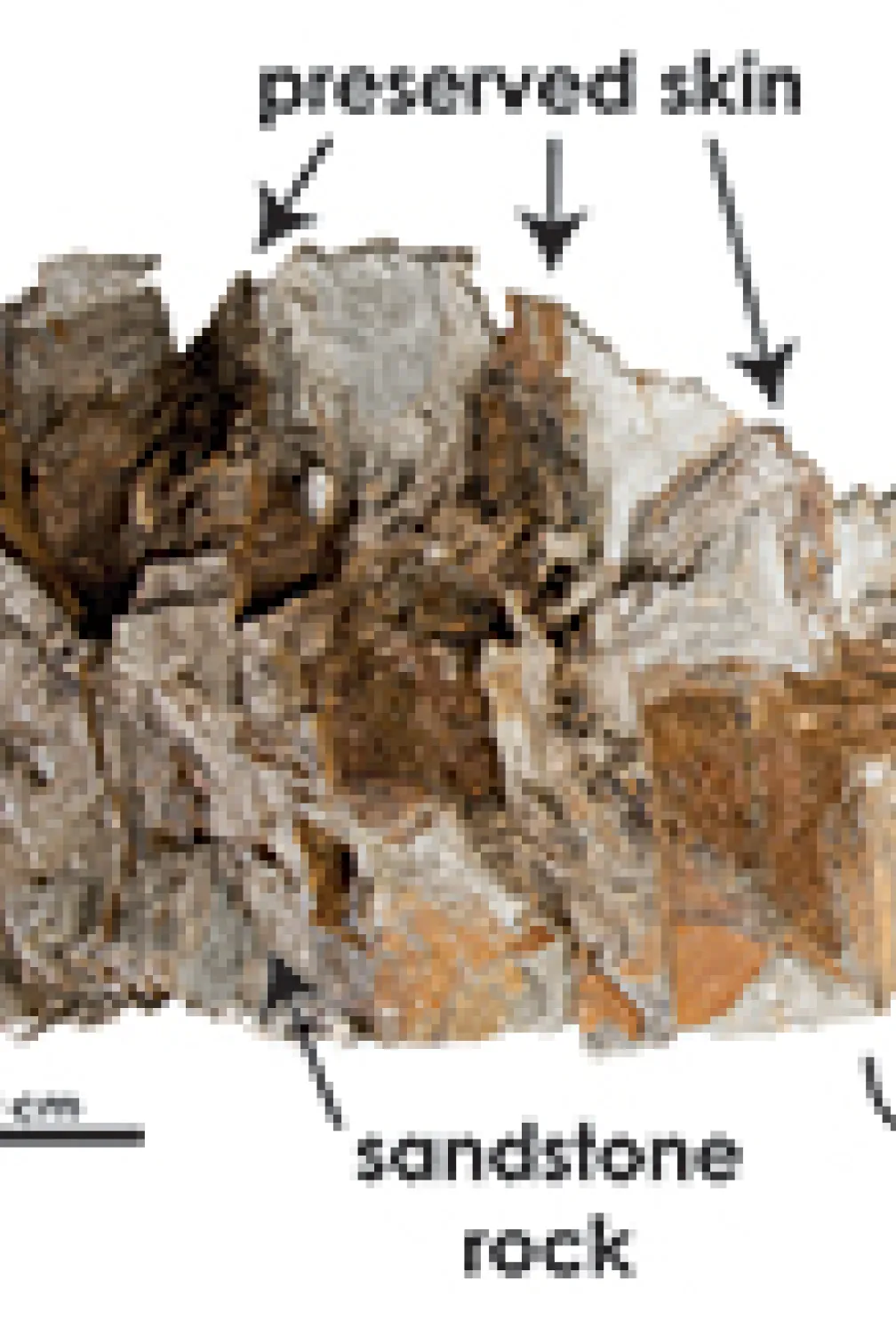 Diagram of Zuul's skin and tail
