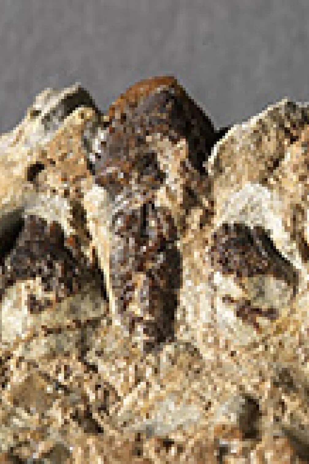 Photo of Zuul's teeth
