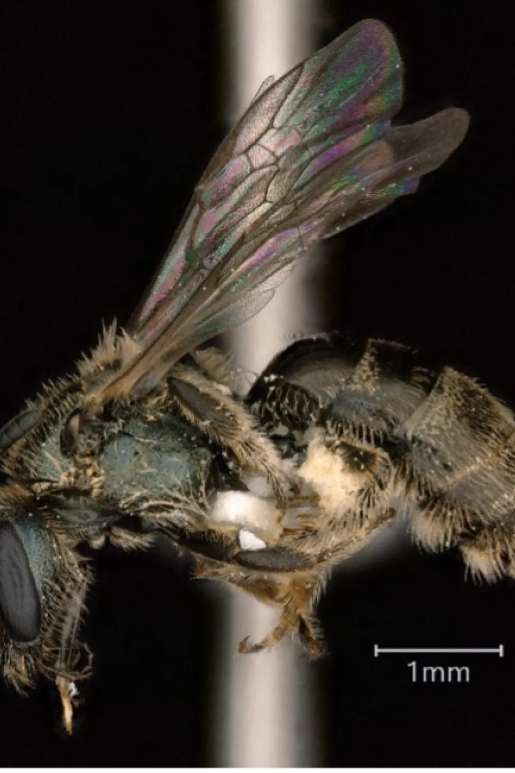 <em>Lasioglossum</em> (Dialictus).