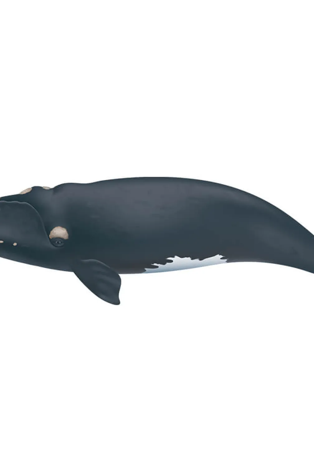 Baleine franche de l'Atlantique Nord.