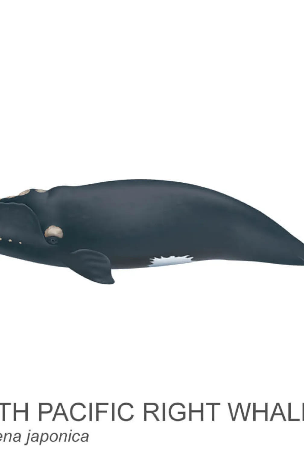 Baleine franche du Pacifique Nord.