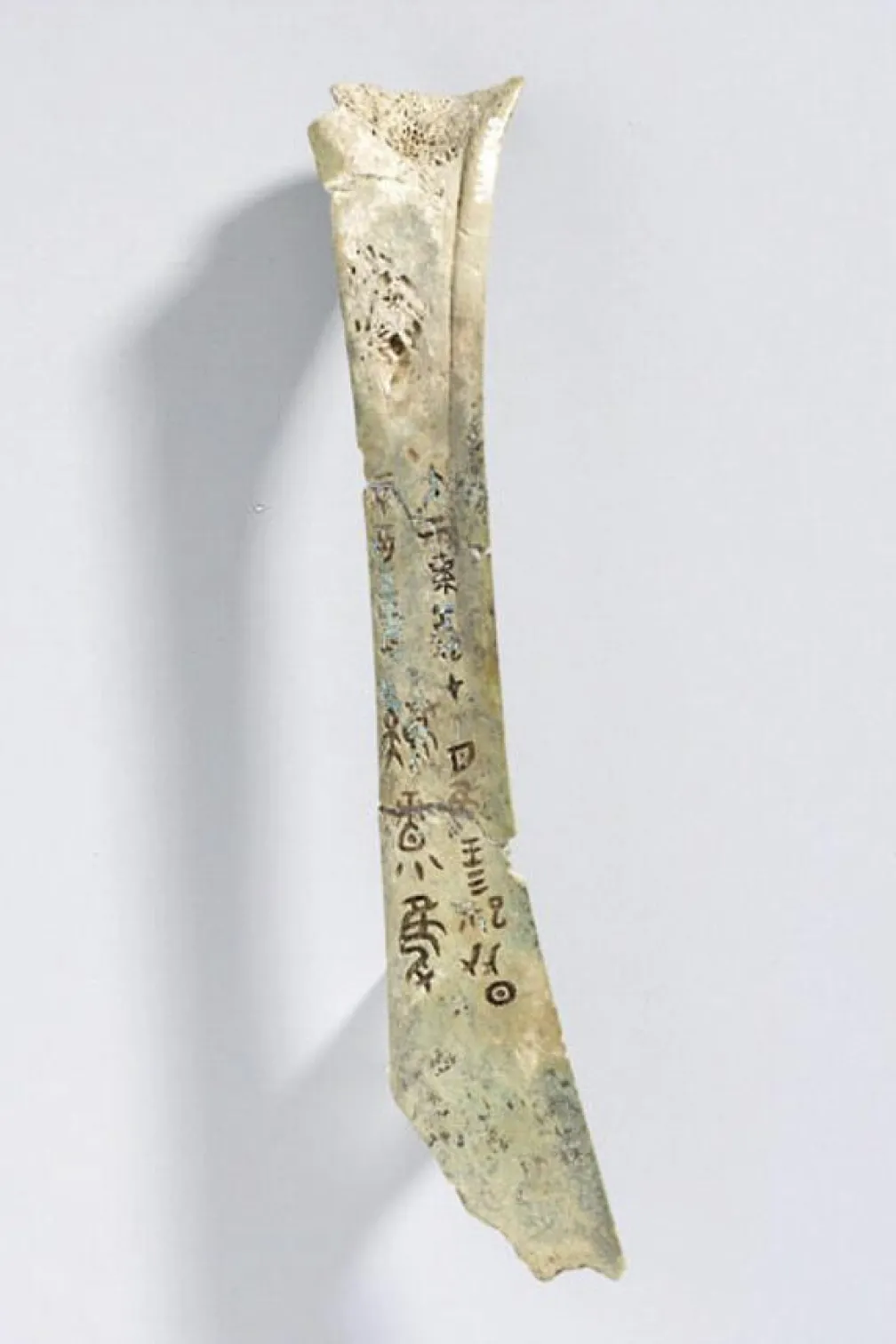 Tiger bone with markings.