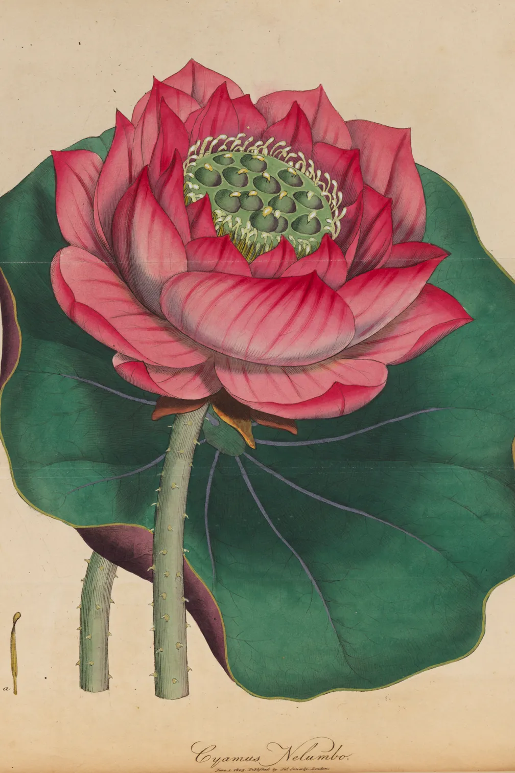 Sacred lotus.