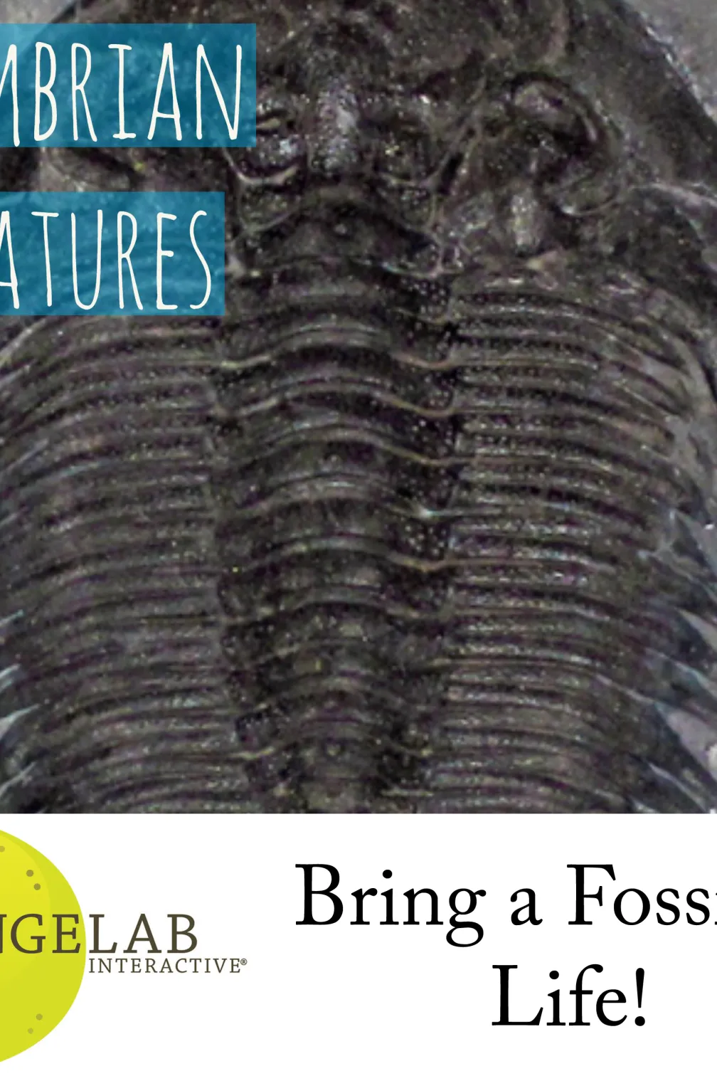 une image d'un trilobite avec le titre "Créatures cambriennes".
