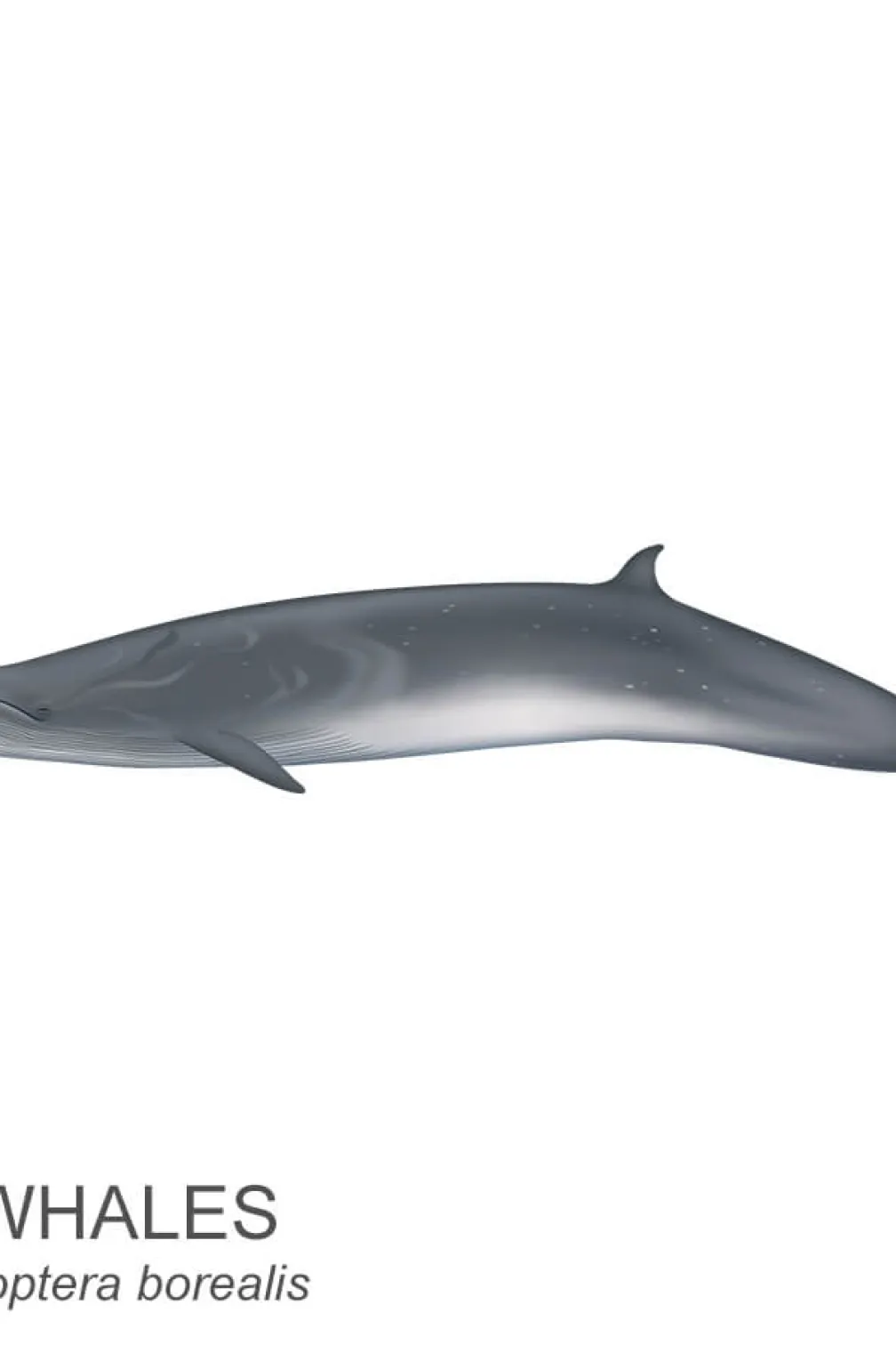 Rorqual boréal.