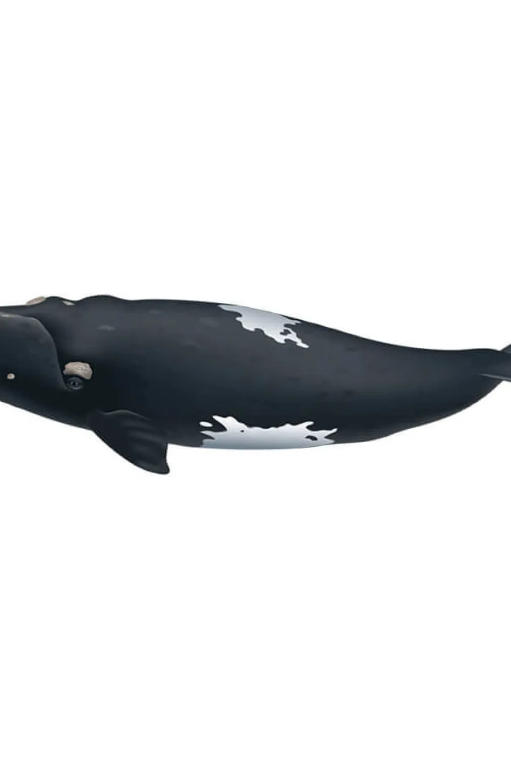 Baleine franche australe.