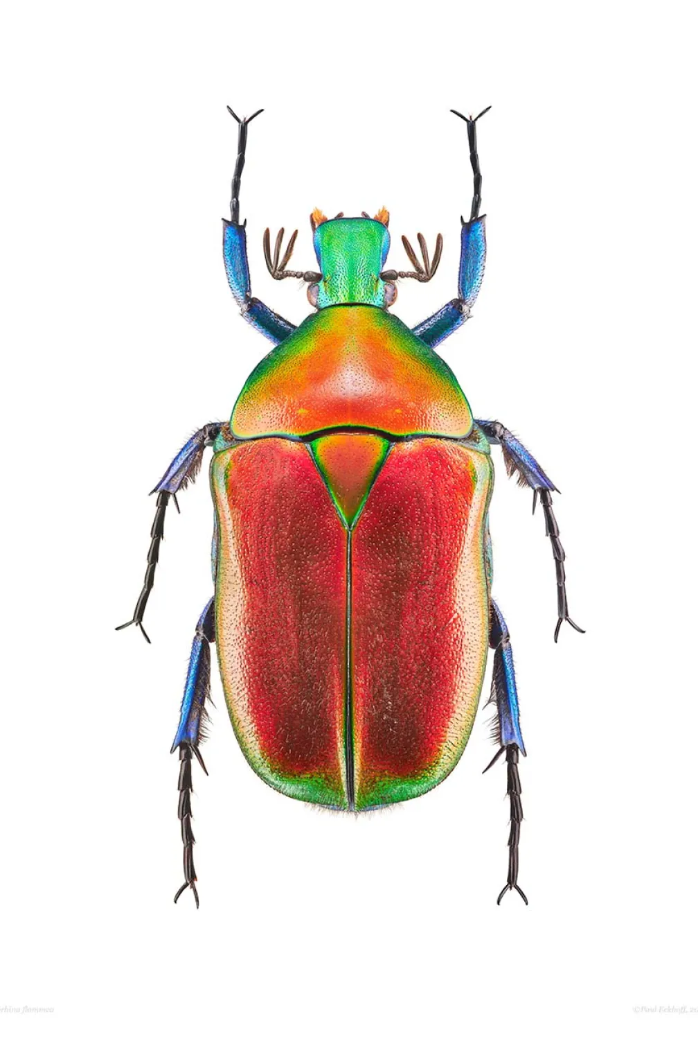 Torynnorhina flammea beetle.