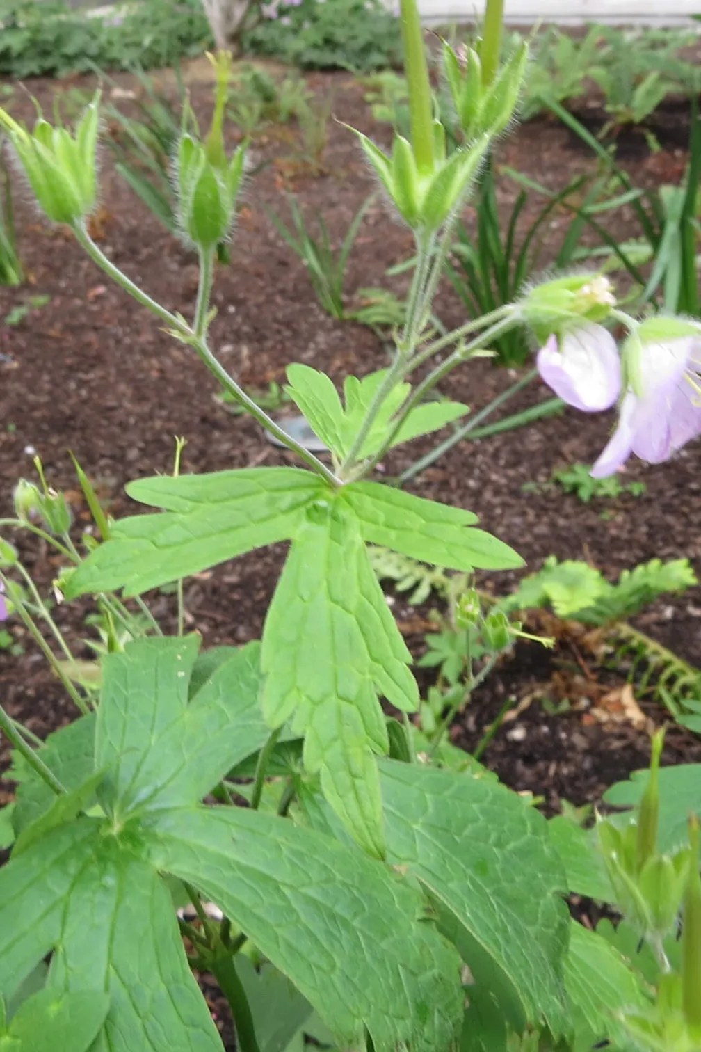 Wild geraniums beginning to drop their petals.