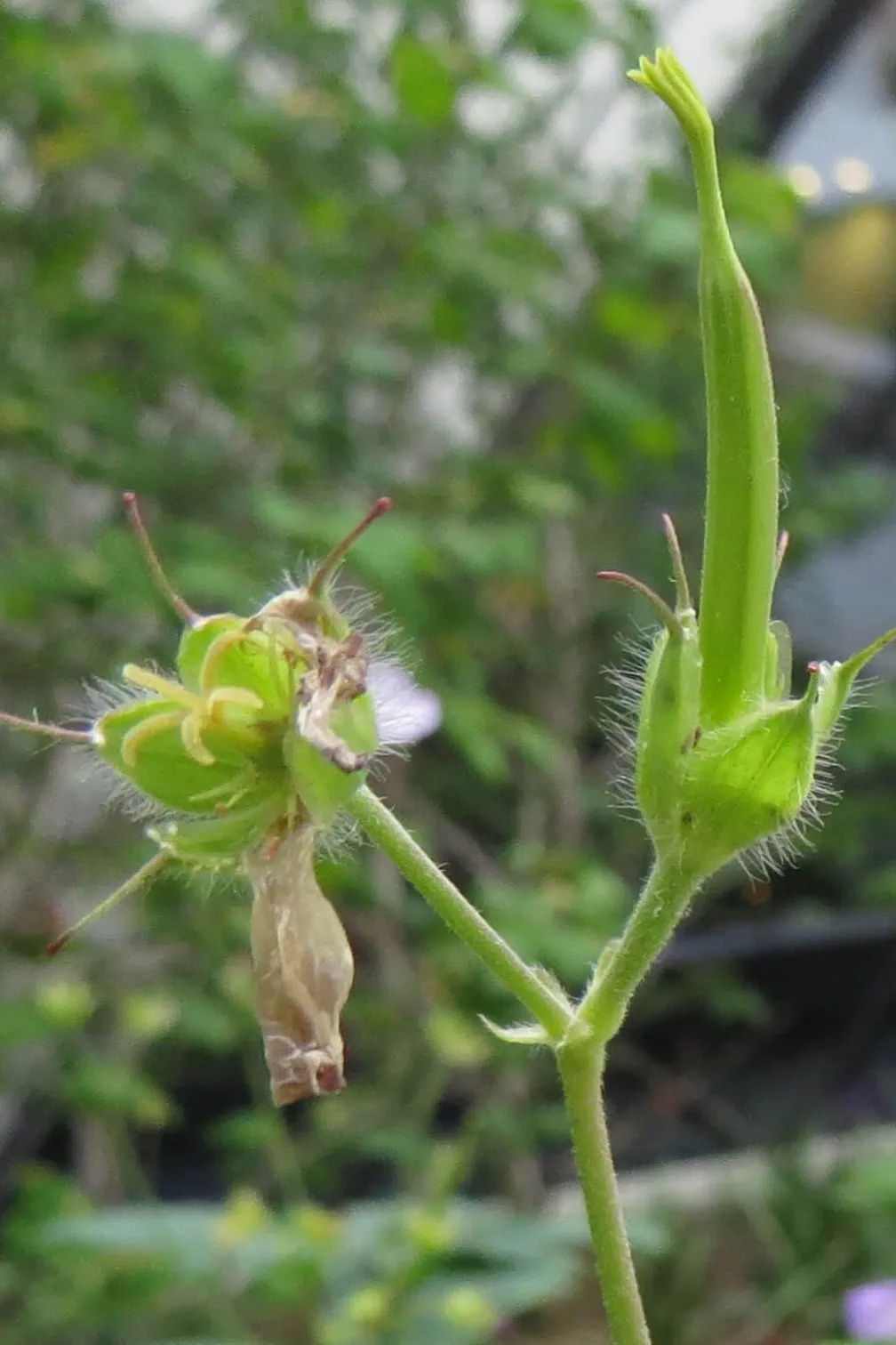 A detail of the narrow fruit, with a bud visible on the flower.