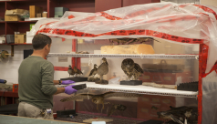 A museum preparator collects the Species At Risk that will be added to the Empty Skies Passenger Pigeon exhibit