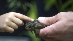 a toad sits patiently in the hand of a naturalist who holds it out for a young person to explore