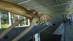 The blue whale skeleton hangs in the atrium at the Beaty Museum.