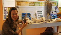 Kate at a touch table in the Hands-On Biodiversity Gallery, holding a T-Rex tooth from the Education handling collection