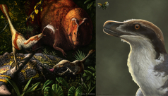 Illustrations of dinosaurs in landscape.